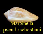 Marginella pseudosebastiani, Mattavelli 2001